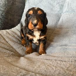Rebel - Tri-color male Bernedoodle puppy in Newkirk, Oklahoma from Dirty Dogs Doodles