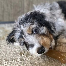 Aussiedoodles from R & R Aussiedoodles