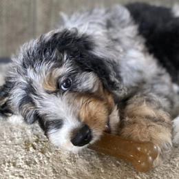 Aussiedoodles from R & R Aussiedoodles