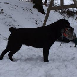 Labrador Retrievers from Odie Acres Labradors