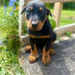 Pink - Black and rust female Beauceron puppy in Floyd’s Knobs, Indiana from Birdwing Beaucerons