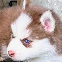 BUNNIE’S CANDY BAR - Red and white Pomsky puppy in Greeley, Colorado from Monarch Pomskies | Northern Colorado