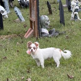 Cove - Merle female Chihuahua puppy in Gloucester, Virginia from Charlotte's Web of Chihuahuas