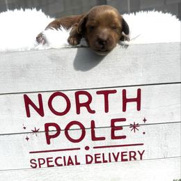 Olaf - Red  male Goldendoodle puppy in Phoenix, Arizona from Amore Doodles & Poodles