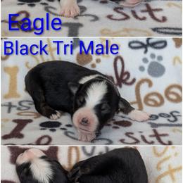 Eagle - Black tri-color male Australian Shepherd puppy in Squaw Valley, California from A&M Australian Shepherds
