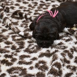 Pink - Brown female Newfoundland puppy in Sebeka, Minnesota from Bydand Newfoundlands & Whimsical Havanese