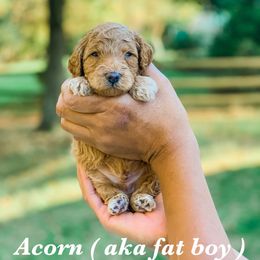 Cockapoo and Goldendoodle Puppies from My Forever Best Friend