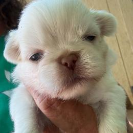Bruno - Biscuit male Pekingese puppy in Winchester, Virginia from Posh Pekingese