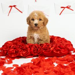 Lilly - Apricot female Poodle puppy in Los Angeles, California from Exquisite Doodles