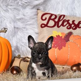 Hoss - Brindle and white male French Bulldog puppy in Gober, Texas from Trigger Time Kennels