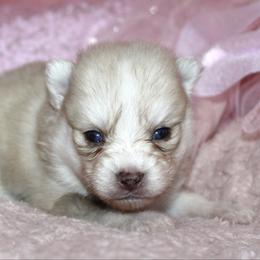 Maple - Merle female Pomsky puppy in Uintah County, Utah from Bingo's Wolfhounds, Lollipop Pomskies