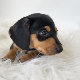 Dachshund Puppies from Draggin' Azz Ranch