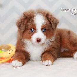 Miniature Australian Shepherd Puppies from Parsons Place Aussies