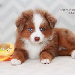Miniature Australian Shepherd Puppies from Parsons Place Aussies