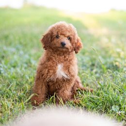 Elphie (Green collar girl) - Red  female Goldendoodle puppy in Salt Lake City, Utah from Snowfire Doodles