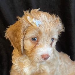 Cockapoos from Wendy Clement