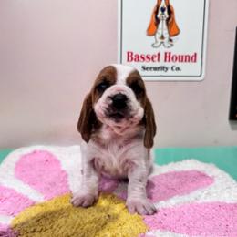Hank - Mahogany and white male Basset Hound puppy in Pilot Mtn, North Carolina from Lowdown Love Basset Hounds