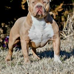 Hooch - American Bully