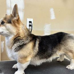 Pembroke Welsh Corgis from Black Tie Corgis