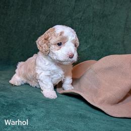 Warhol - Red and white male Cockapoo puppy in Sunset, Louisiana from Cano Cockapoos