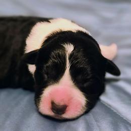 Amy - Black and white female Border Collie puppy in Fresno, California from Alpine Tails