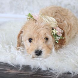 Goldendoodle Puppies from Serene Canyon Doodles