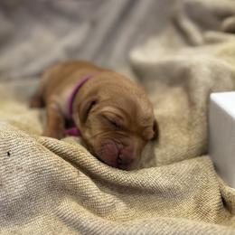 Girl 1 - female Labrador Retriever puppy in La Plata, Maryland from DeVoy Country Labs