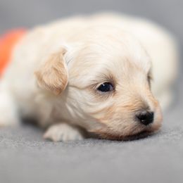 Maltipoo puppies from North Texas Puppies
