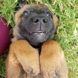 Belgian Malinois Puppies from Heavenly Firefly Belgian Malinois