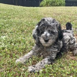 Golden Aussiedoodle and Goldendoodle Puppies from Law Doodles of SC