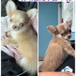 Kourtney - Chocolate blue female Chihuahua puppy in Williamsburg, Virginia from PAWSitive Cheeky Chihuahuas