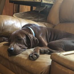 ham - Redbone Coonhound