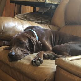 ham - Redbone Coonhound