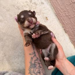 Empress - Chocolate female Pomsky puppy in Spring Hill, Florida from Besties Paw Life
