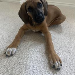 Rhodesian Ridgeback Puppies from Lyonnese Rhodesian Ridgebacks