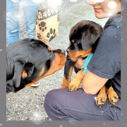 Rottweiler All Grown Up from Luckyrottweiler Kennels