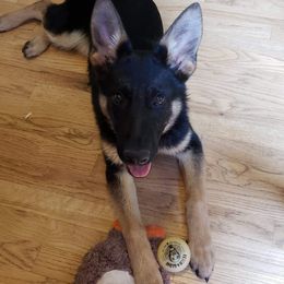 German Shepherd All Grown Up from Hundes Des Waldes Working dogs