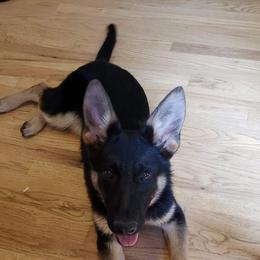 German Shepherd All Grown Up from Hundes Des Waldes Working dogs