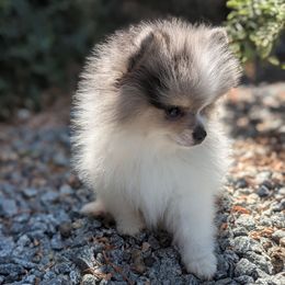 Fjord - Blue merle male Pomeranian puppy in California from T & D Dream Poms
