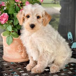 Benny - Red male Assorted Doodle Crosses puppy in Ohio from Holley Doodles
