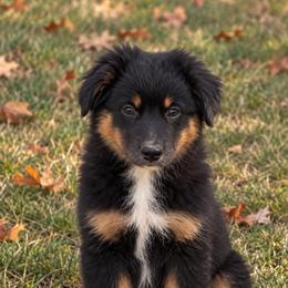 Katmai - Black tri female Miniature Australian Shepherd puppy in Macomb, Missouri from Show Me MO Aussies