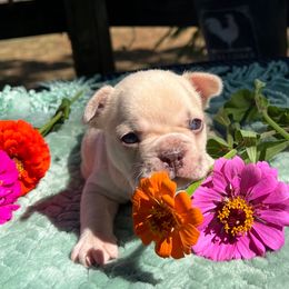 Lily - White female Olde English Bulldogge puppy in Camdenton, Missouri from Mule Pool Olde English Bulldogges
