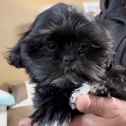 Black an white female - Black and white female Shih Tzu puppy in Beaver, Ohio from Jessica’s Shih Tzus