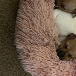 Toy Fox Terrier Puppies from Toy Fox Terriers A La Mode