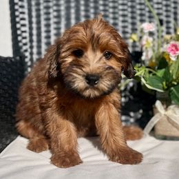 Cavapoo and Whoodle Puppies from Perfect Pawzabilities