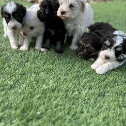 Miniature Schnauzer puppies from Chambers Schnauzers