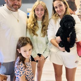 Goldendoodle Puppies from Labradoodleday