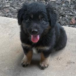 Luna - Black female Australian Shepherd puppy in Harrah, Oklahoma from Kamm's Aussies