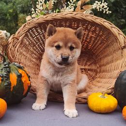Cash - Red male Shiba Inu puppy in Clayton, Illinois from Adorable-Puppies