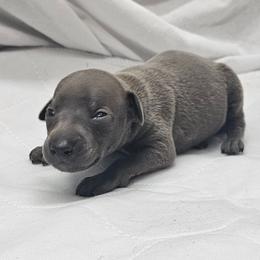 Jax - Blue male Italian Greyhound puppy in Newalla, Oklahoma from Heartland Iggys